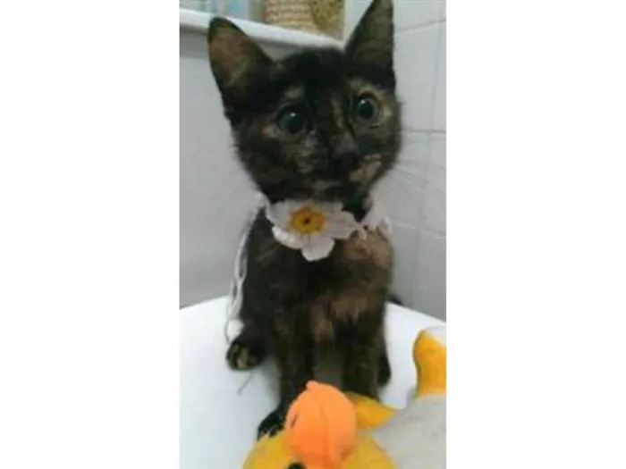 Gato ra a srd escaminha  idade 2 a 6 meses nome CACAU
