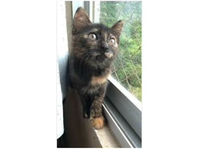 Gato ra a srd escaminha  idade 2 a 6 meses nome CACAU