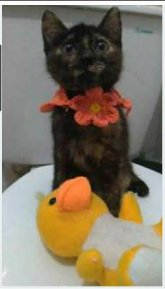 Gato ra a srd escaminha  idade 2 a 6 meses nome CACAU 