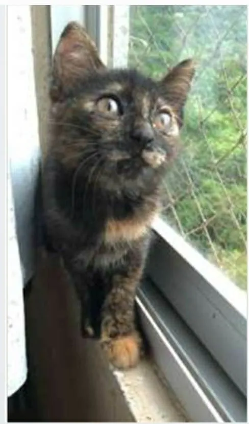 Gato ra a srd escaminha  idade 2 a 6 meses nome CACAU 