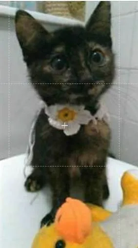 Gato ra a srd escaminha  idade 2 a 6 meses nome CACAU 