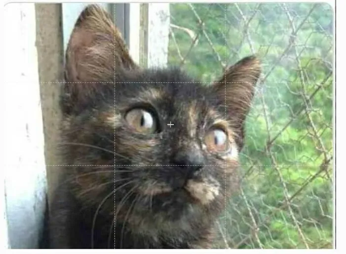 Gato ra a srd escaminha  idade 2 a 6 meses nome CACAU 