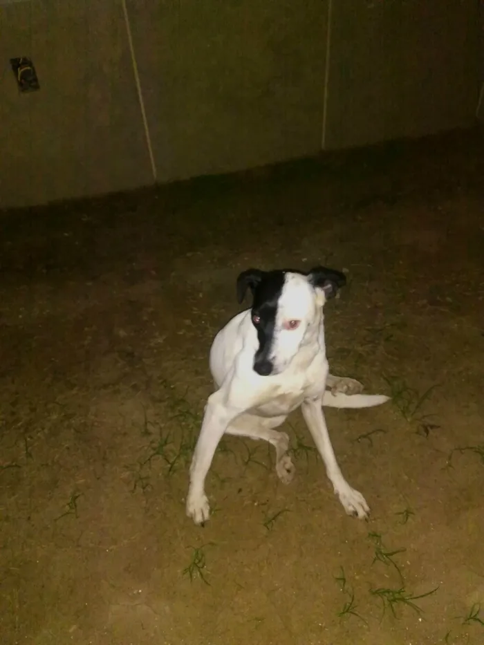 Cachorro ra a SRD-ViraLata idade  nome Julieta e pretinha 