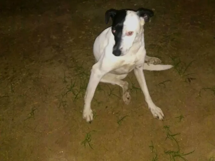 Cachorro ra a SRD-ViraLata idade  nome Julieta e pretinha 