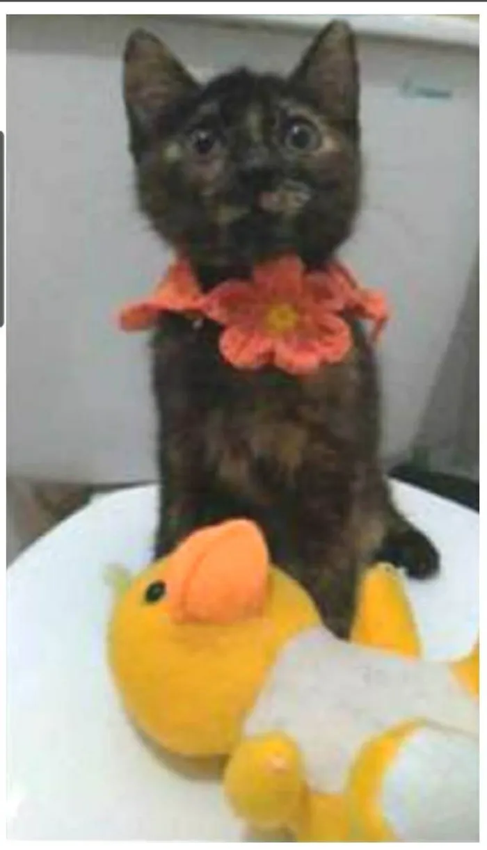 Gato ra a srd escaminha  idade 2 a 6 meses nome CACAU 