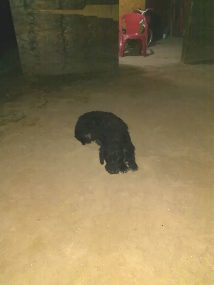 Cachorro ra a SRD-ViraLata idade  nome Julieta e pretinha 