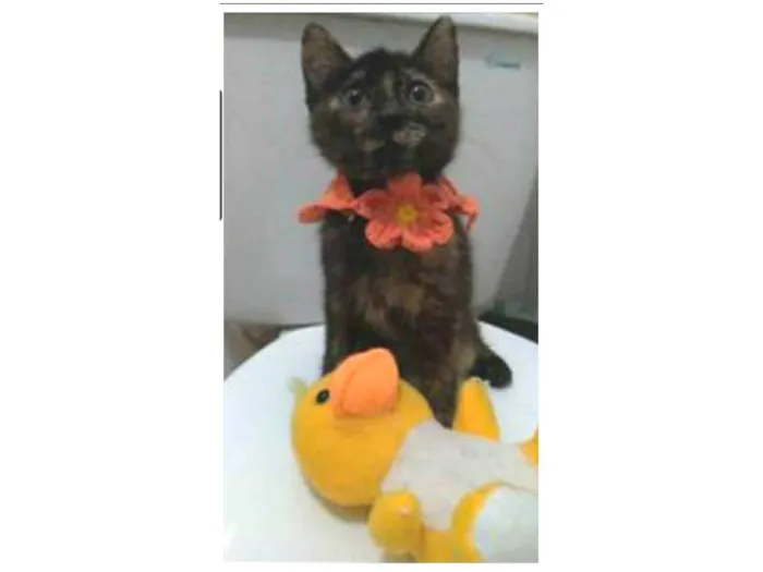 Gato ra a srd escaminha  idade 2 a 6 meses nome CACAU 