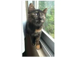 Gato raça srd escaminha  idade 2 a 6 meses nome CACAU 