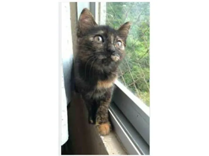 Gato ra a srd escaminha  idade 2 a 6 meses nome CACAU 