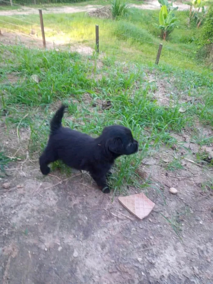 Cachorro ra a Mesturado  idade Abaixo de 2 meses nome N tem nome ainda 