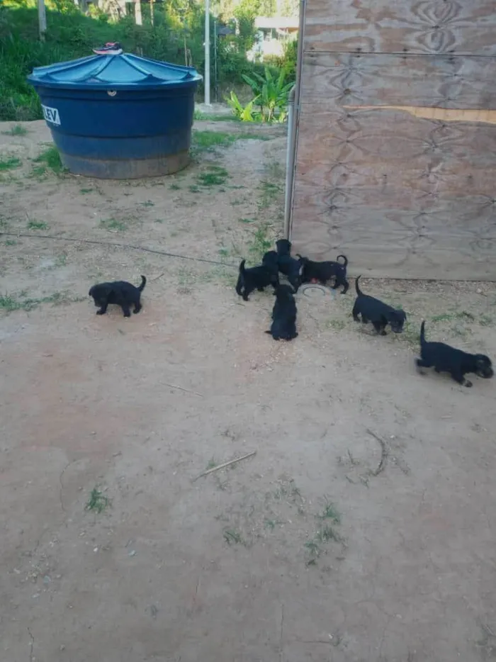 Cachorro ra a Mesturado  idade Abaixo de 2 meses nome N tem nome ainda 