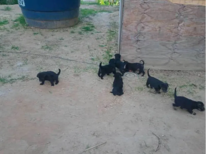 Cachorro ra a Mesturado  idade Abaixo de 2 meses nome N tem nome ainda 