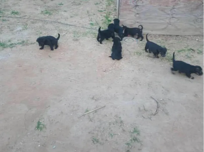 Cachorro ra a Mesturado  idade Abaixo de 2 meses nome N tem nome ainda 