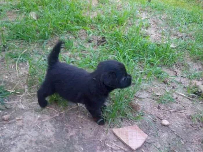 Cachorro ra a Mesturado  idade Abaixo de 2 meses nome N tem nome ainda 