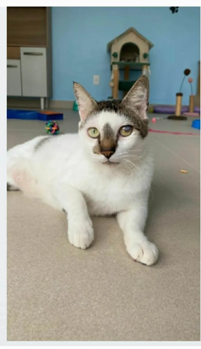 Gato ra a srd tricolor idade 2 anos nome SADAN