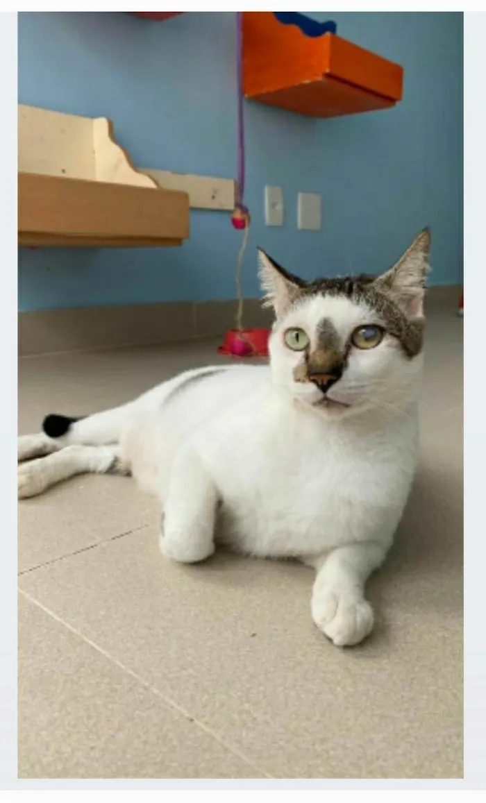 Gato ra a srd tricolor idade 2 anos nome SADAN