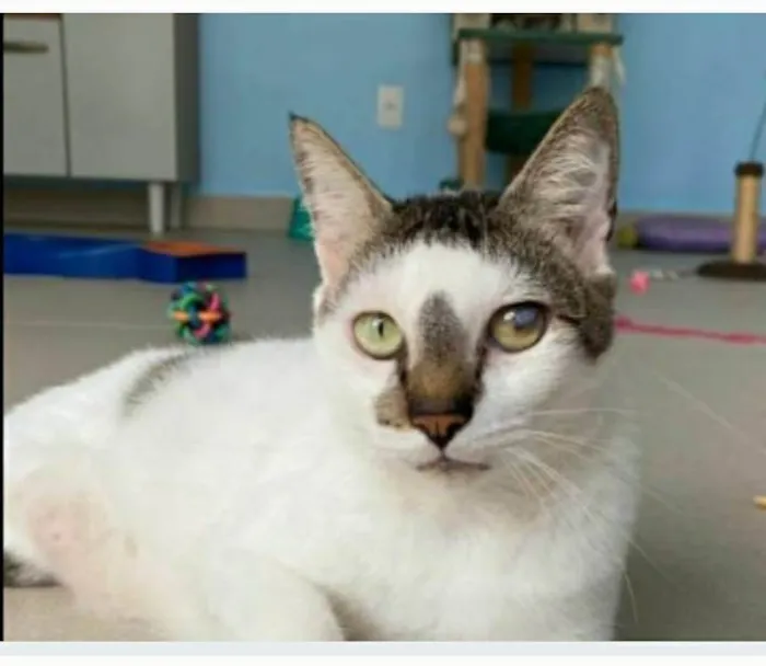 Gato ra a srd tricolor idade 2 anos nome SADAN