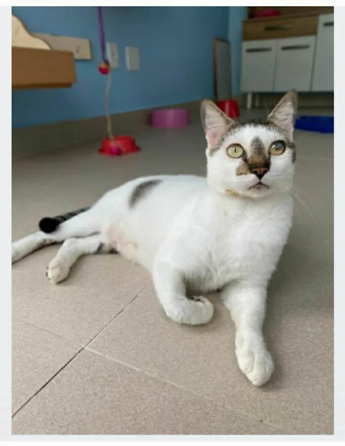 Gato ra a srd tricolor idade 2 anos nome SADAN