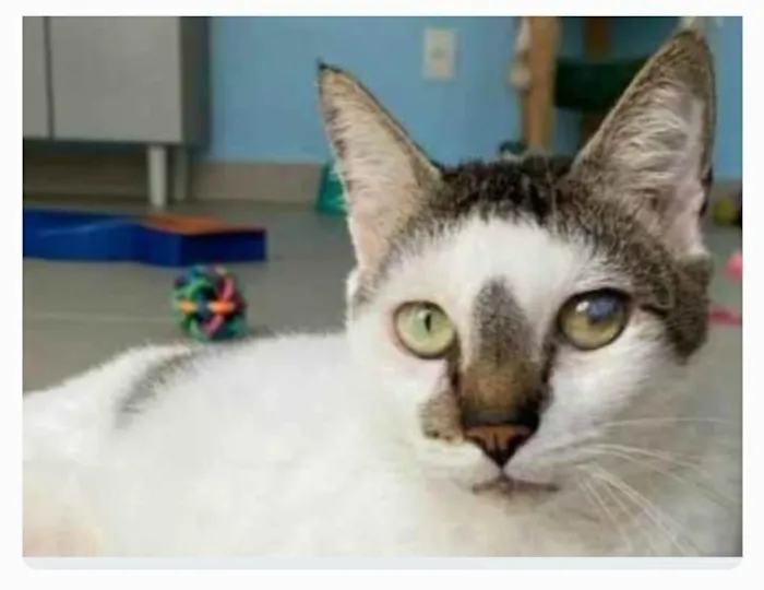 Gato ra a srd tricolor idade 2 anos nome SADAN