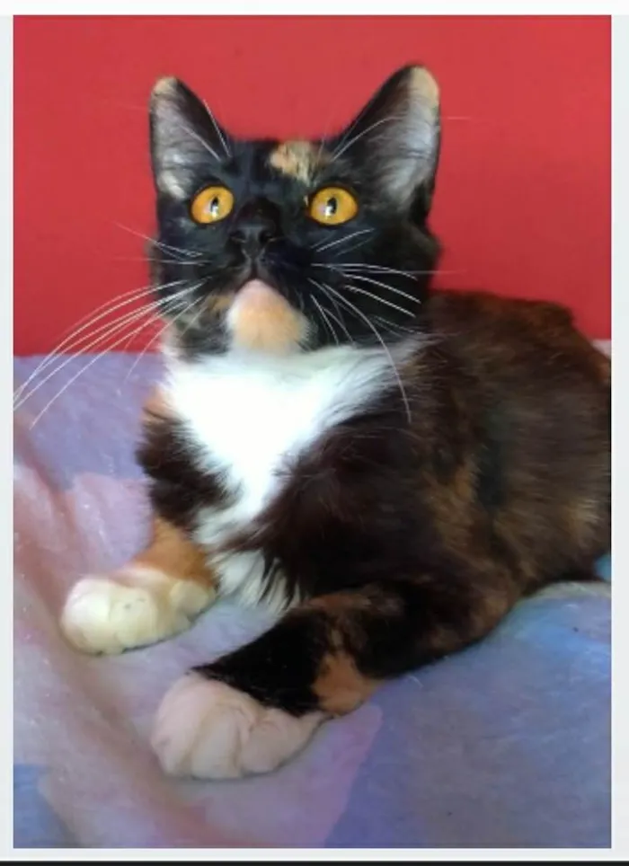 Gato ra a srd tricolor idade 2 a 6 meses nome SCARLLET