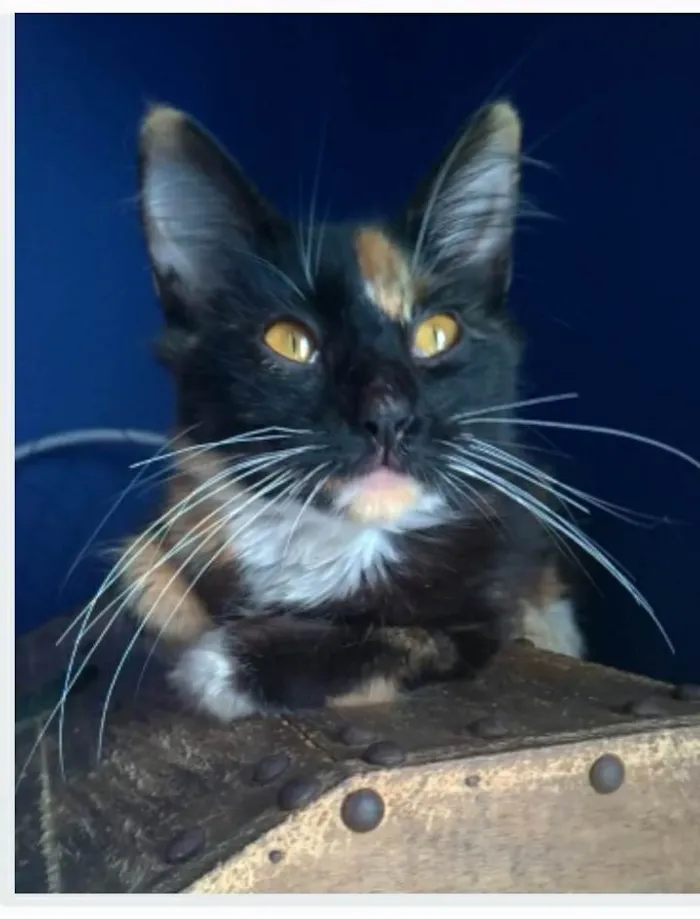 Gato ra a srd tricolor idade 2 a 6 meses nome SCARLLET