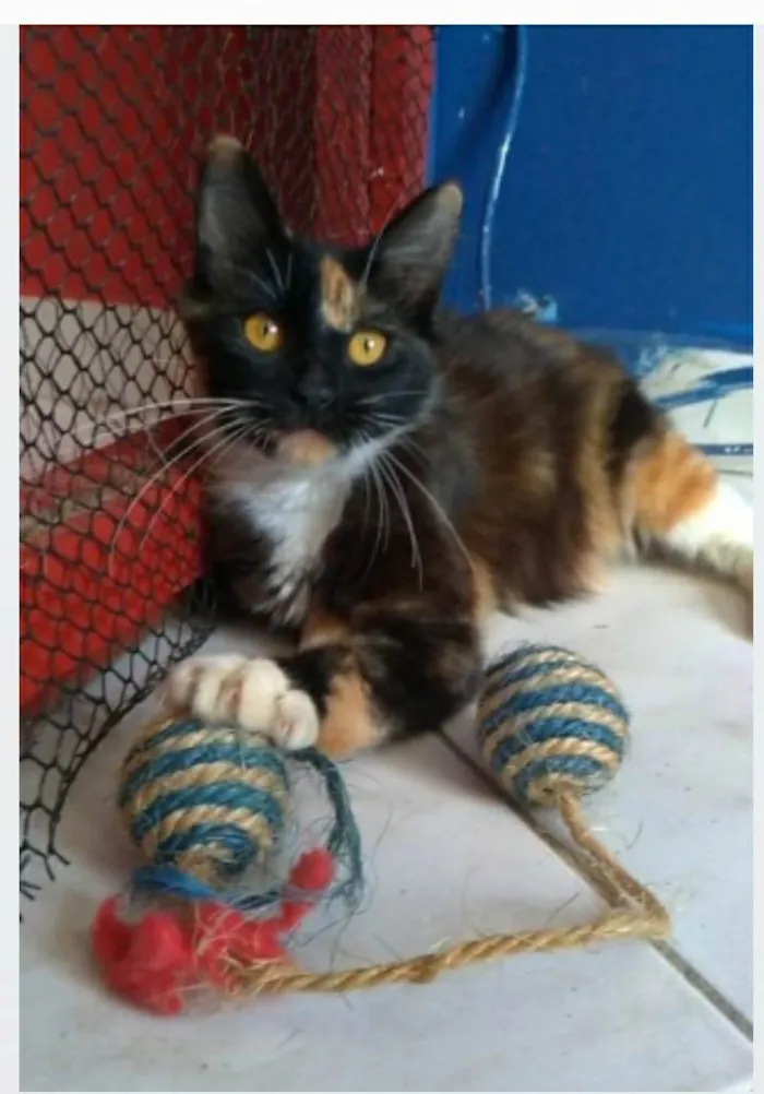 Gato ra a srd tricolor idade 2 a 6 meses nome SCARLLET