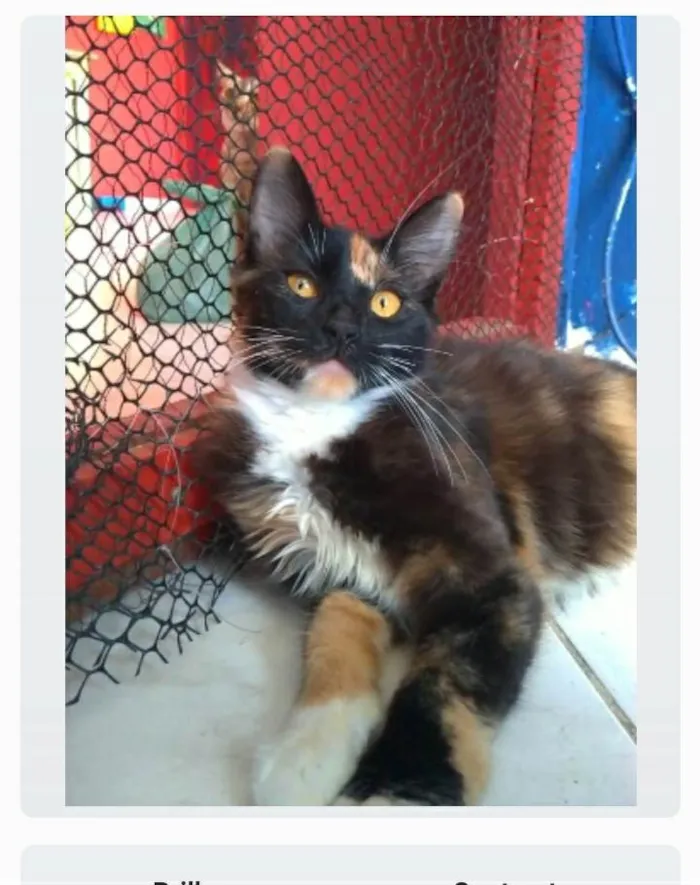 Gato ra a srd tricolor idade 2 a 6 meses nome SCARLLET