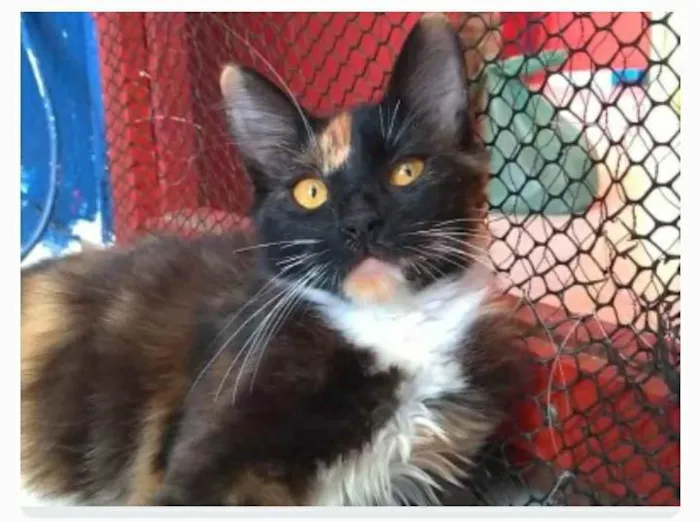 Gato ra a srd tricolor idade 2 a 6 meses nome SCARLLET
