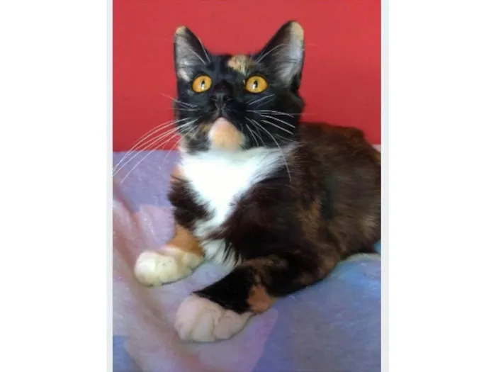 Gato ra a srd tricolor idade 2 a 6 meses nome SCARLLET