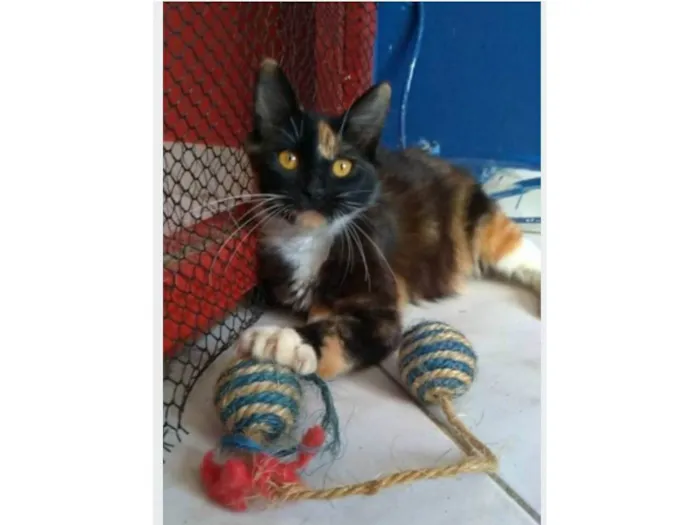 Gato ra a srd tricolor idade 2 a 6 meses nome SCARLLET