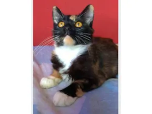 Gato raça srd tricolor idade 2 a 6 meses nome SCARLLET