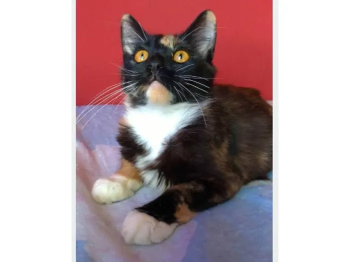 Gato ra a srd tricolor idade 2 a 6 meses nome SCARLLET