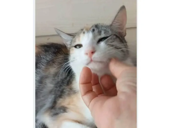 Gato ra a srd bicolor  idade 1 ano nome PENÉLOPE 