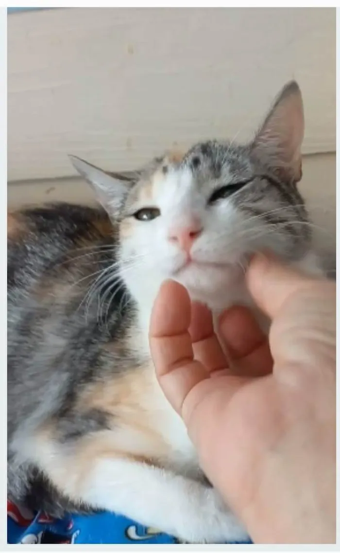 Gato ra a srd bicolor  idade 1 ano nome PENÉLOPE 