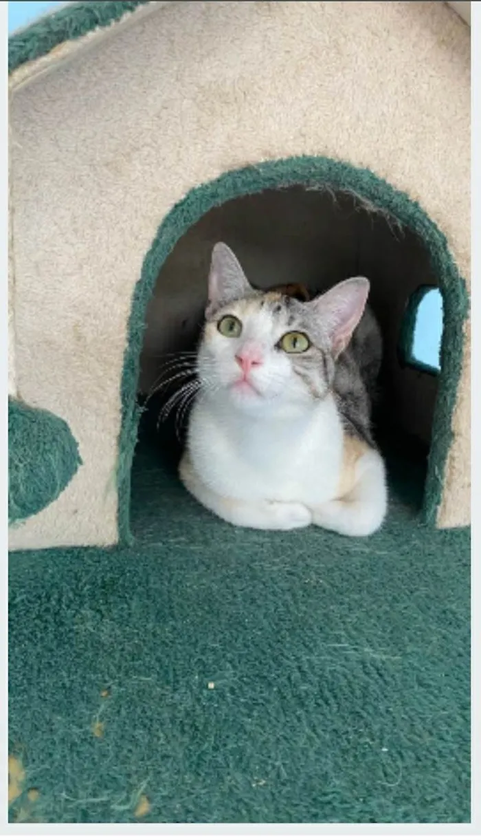 Gato ra a srd bicolor  idade 1 ano nome PENÉLOPE 