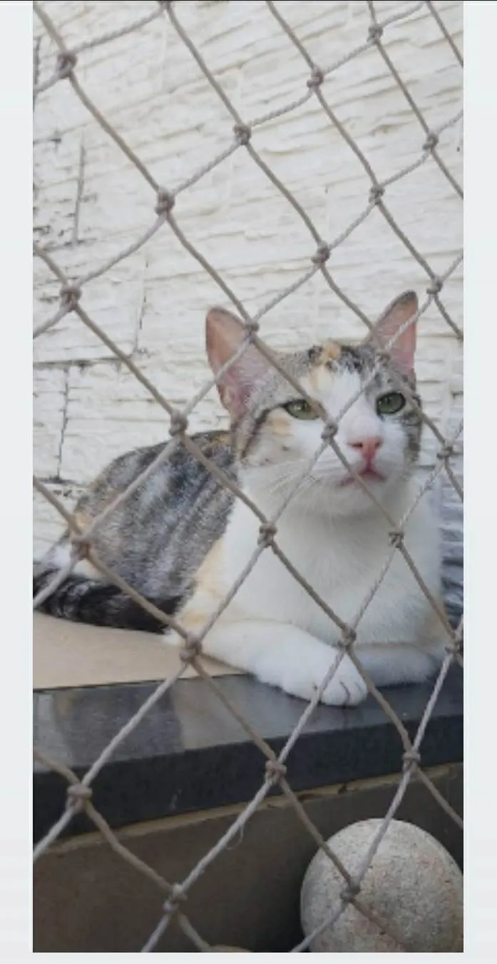 Gato ra a srd bicolor  idade 1 ano nome PENÉLOPE 