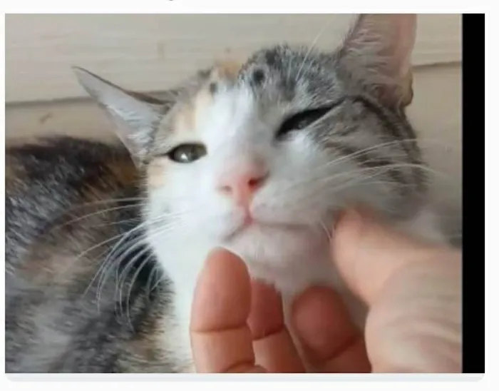 Gato ra a srd bicolor  idade 1 ano nome PENÉLOPE 