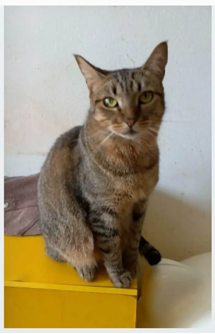Gato ra a srd tigradinha  idade 2 anos nome NALA