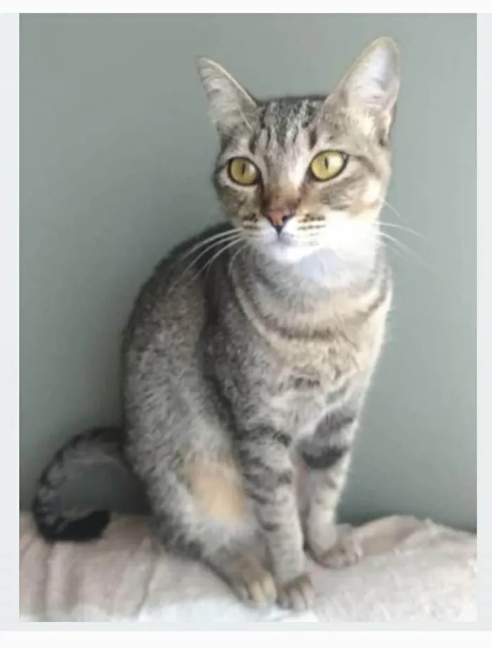 Gato ra a srd tigradinha  idade 2 anos nome NALA