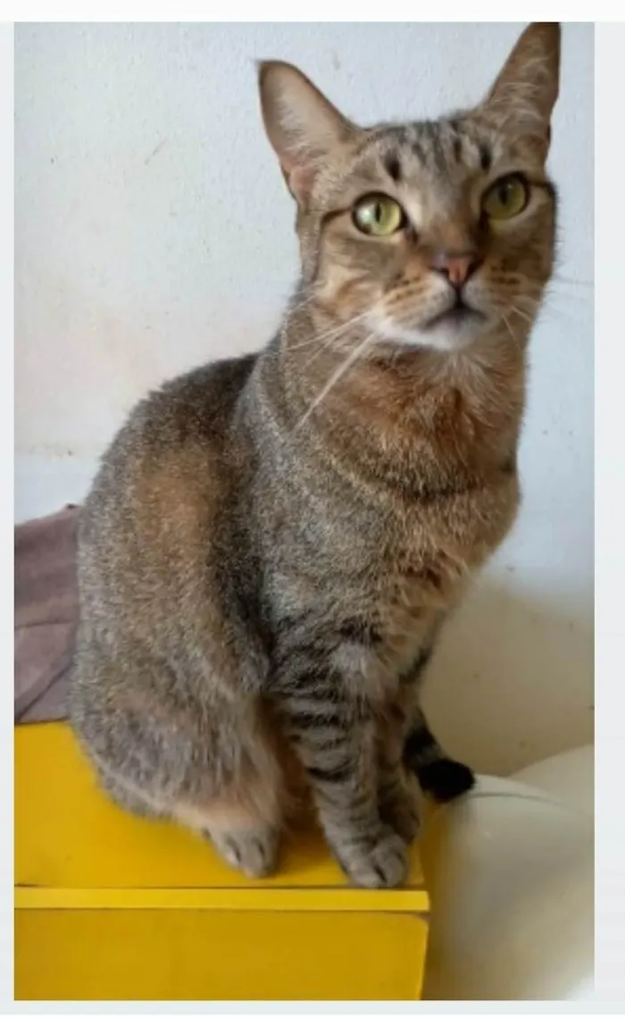 Gato ra a srd tigradinha  idade 2 anos nome NALA