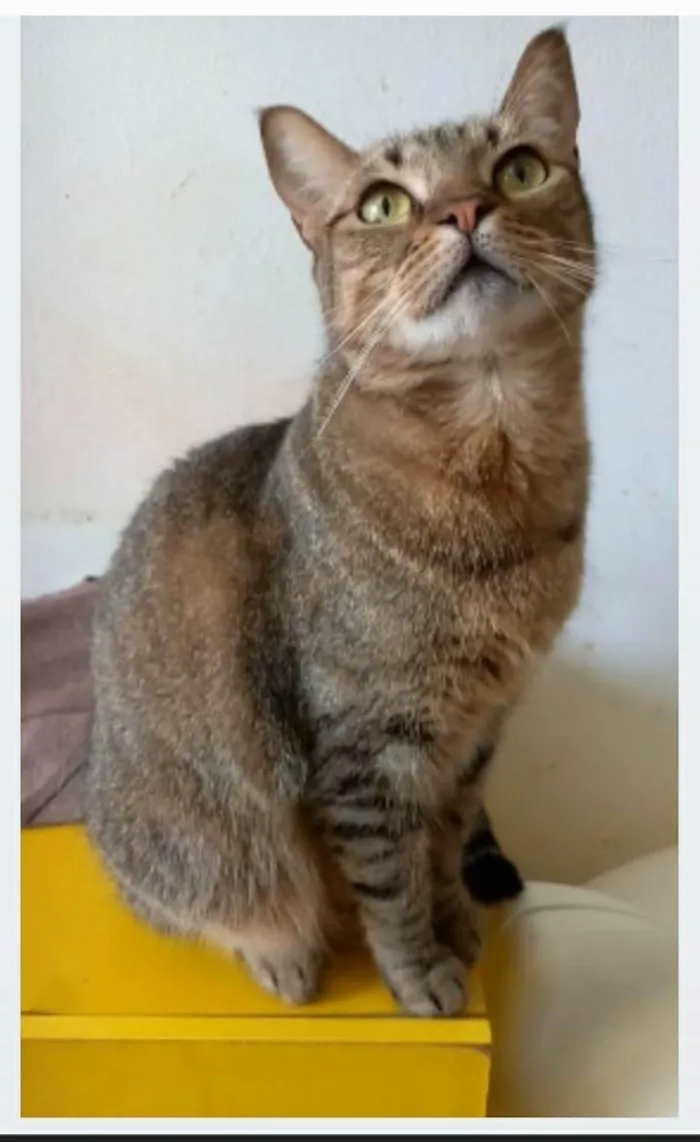 Gato ra a srd tigradinha  idade 2 anos nome NALA