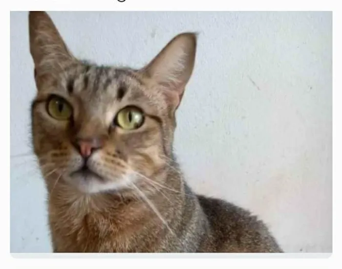 Gato ra a srd tigradinha  idade 2 anos nome NALA