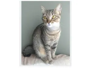 Gato raça srd tigradinha  idade 2 anos nome NALA