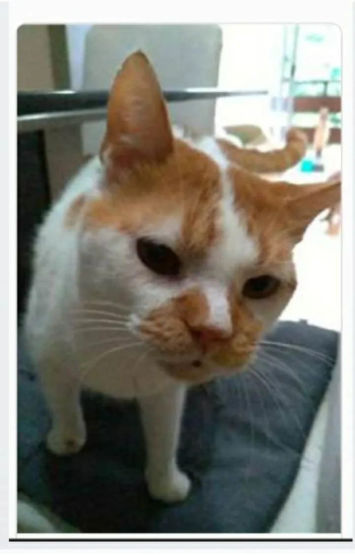 Gato ra a srd bicolor  idade 2 anos nome BRAD