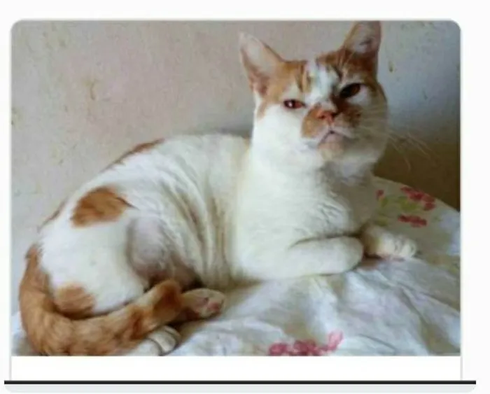 Gato ra a srd bicolor  idade 2 anos nome BRAD