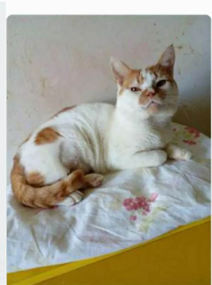 Gato ra a srd bicolor  idade 2 anos nome BRAD