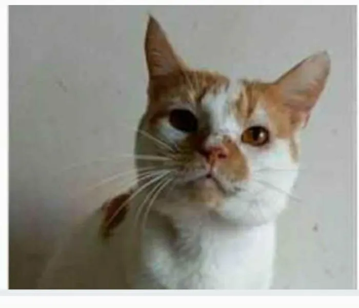 Gato ra a srd bicolor  idade 2 anos nome BRAD
