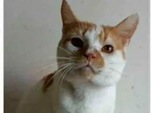 Gato raça srd bicolor  idade 2 anos nome BRAD