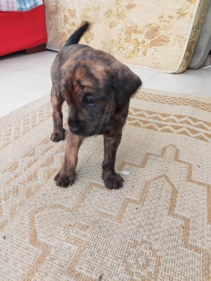 Cachorro ra a SRD-ViraLata idade Abaixo de 2 meses nome sem nome