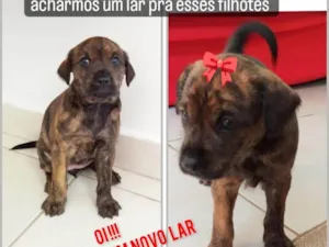 Cachorro raça SRD-ViraLata idade Abaixo de 2 meses nome sem nome
